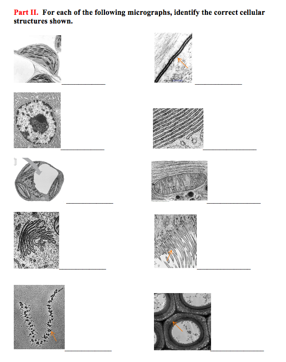 Solved Part II. For each of the following micrographs, | Chegg.com