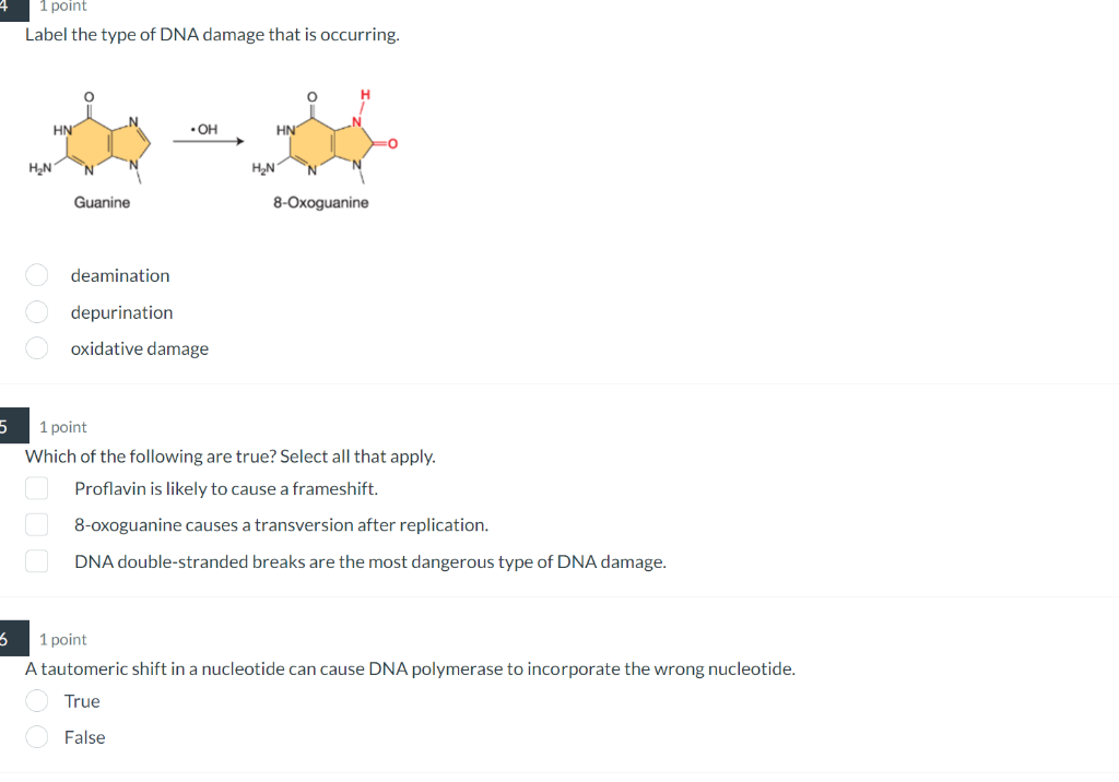 1 point
Label the type of DNA damage that is occurring.
deamination
depurination
oxidative damage
1 point
Which of the follow