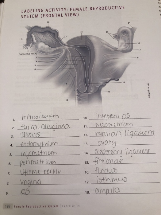 Solved Labeling Activity: Female Reproductive System 