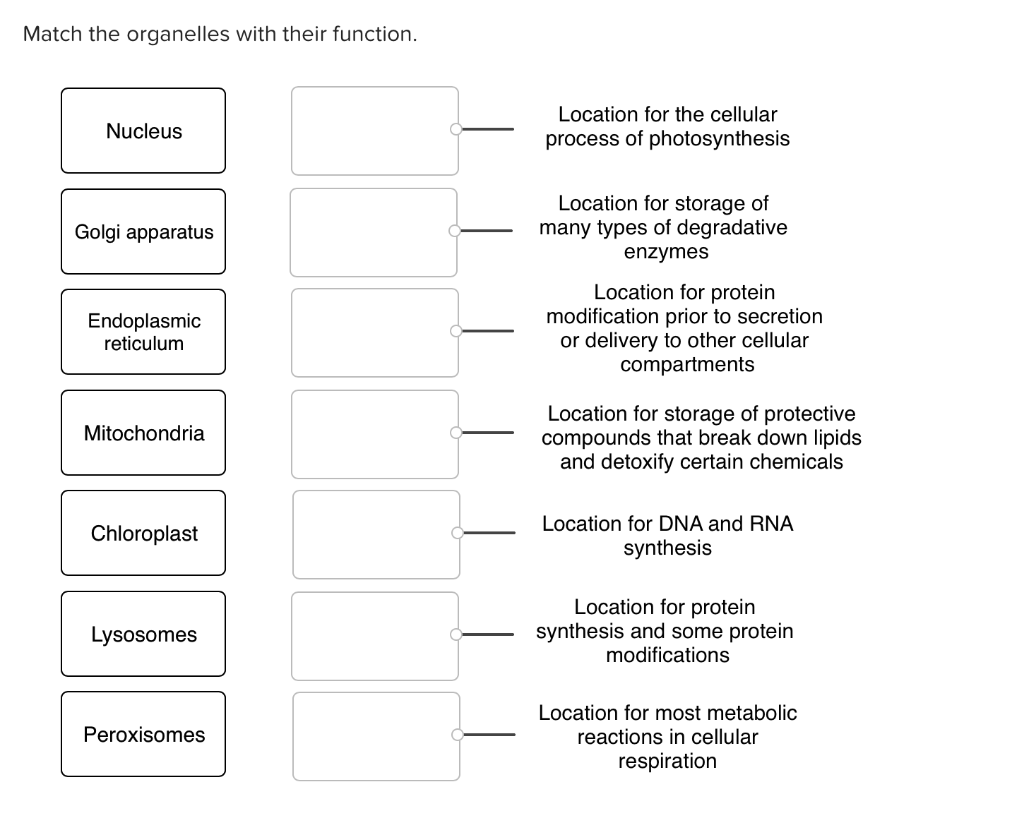 solved-match-the-organelles-with-their-function-nucleus-chegg