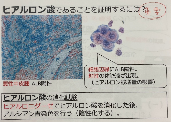 国試 病理 レジュメ Flashcards Chegg Com