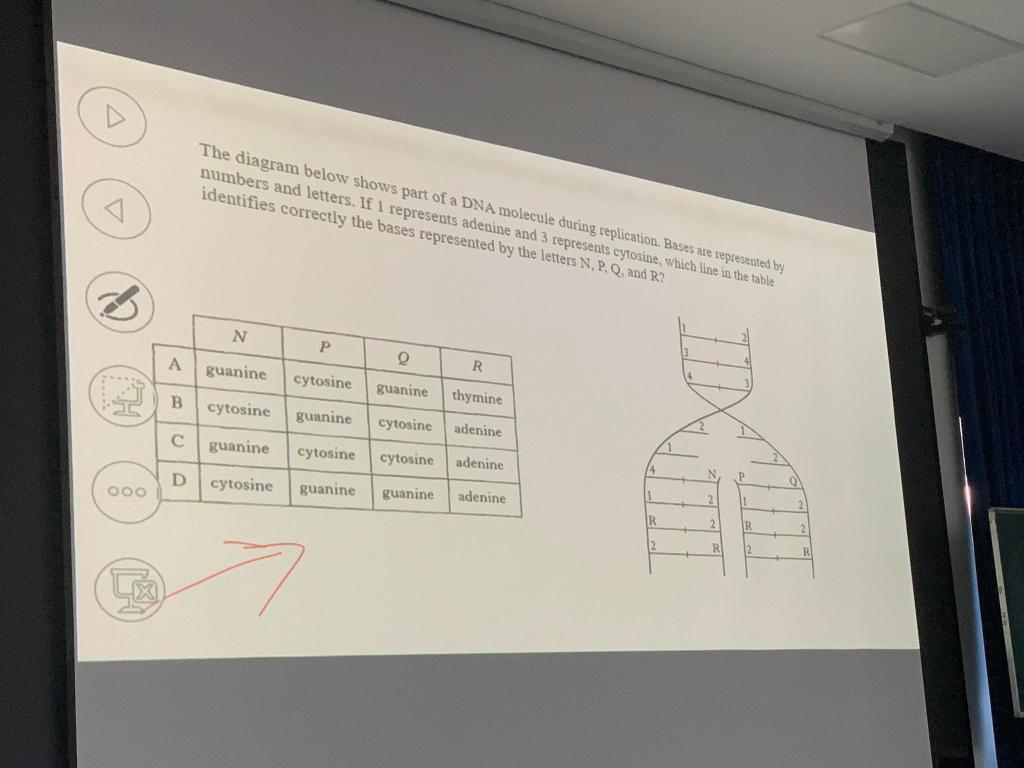 Solved The diagram below shows part of a DNA molecule during | Chegg.com