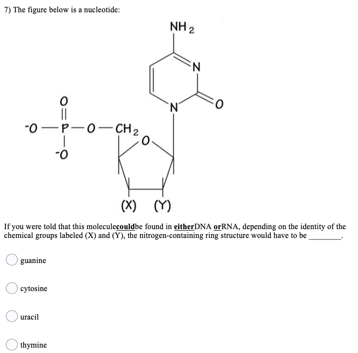 Solved 7) The figure below is a nucleotide: NH2 OE | Chegg.com