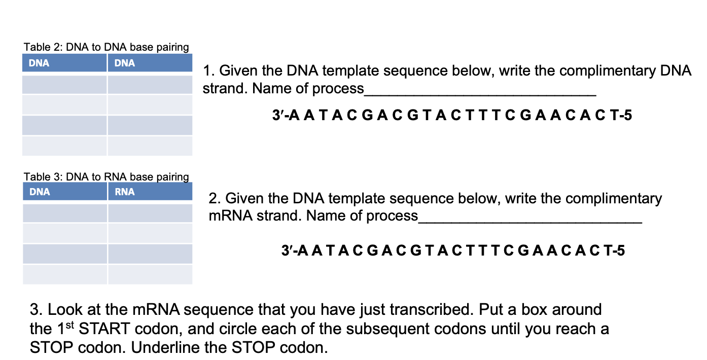 Solved Table 2 DNA to DNA base pairing DNA DNA 1. Given the