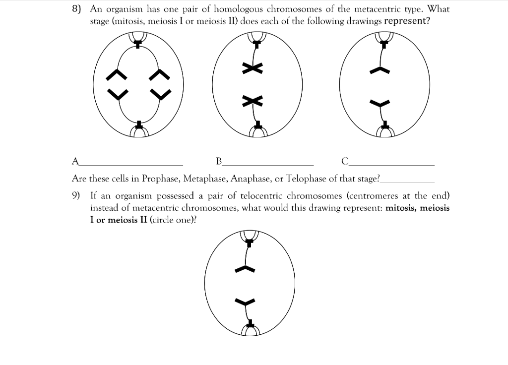 Solved An organism has one pair of homologous chromosomes of | Chegg.com