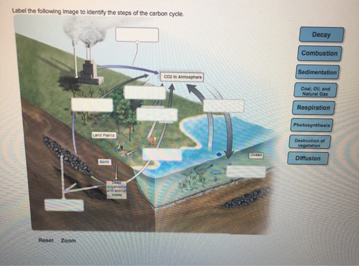 Solved Label the following image to identify the steps of | Chegg.com