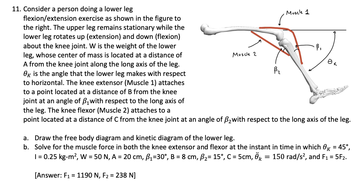 Solved 11. Consider a person doing a lower leg