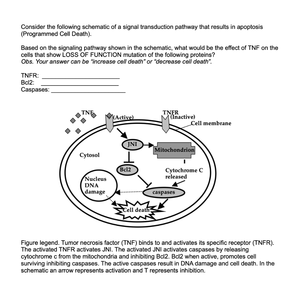 Solved Consider the following schematic of a signal