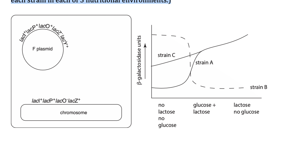 Solved To which strain (A, B, or C shown on the right) does | Chegg.com