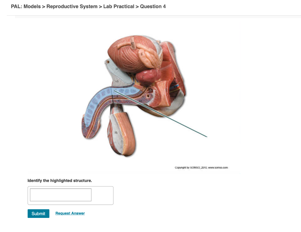 Pal Models Reproductive System Lab Practical Chegg 