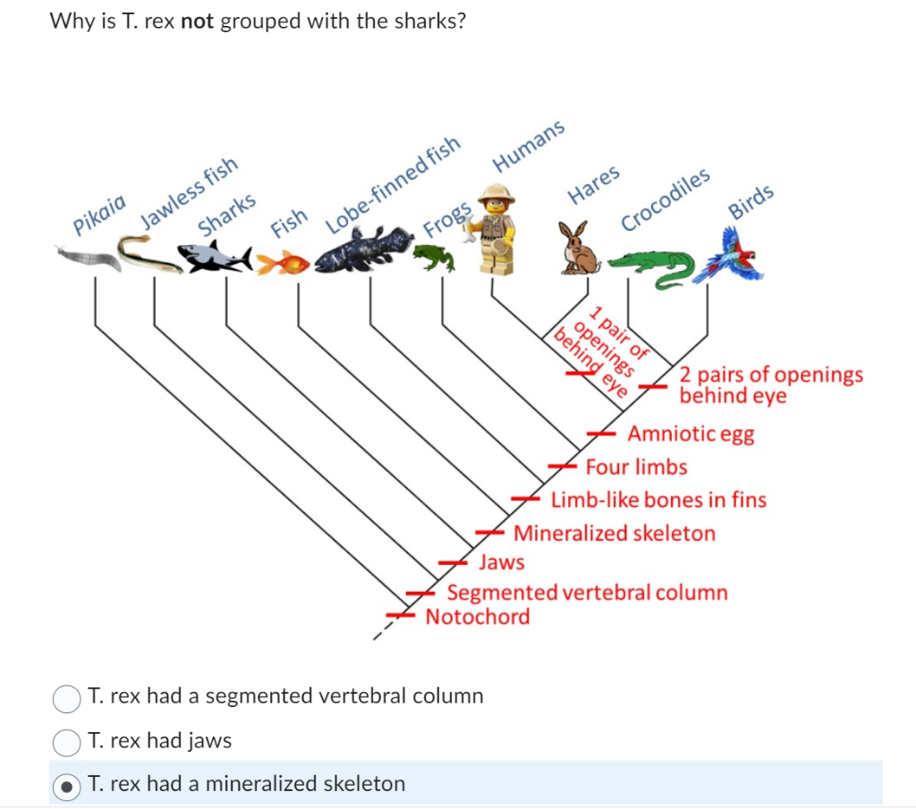 Solved Why is T. rex not grouped with the sharks? T. rex had | Chegg.com