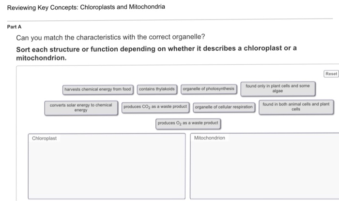 Solved Reviewing Key Concepts: Chloroplasts and Mitochondria | Chegg.com