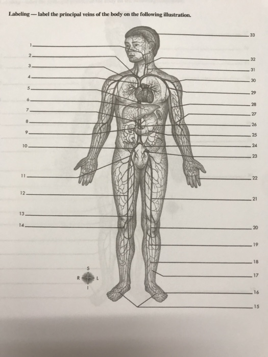 Solved Labeling- label the principal veins of the body on | Chegg.com