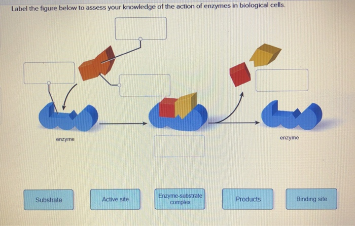 Solved Label The Figure Below To Assess Your Knowledge Of | Chegg.com