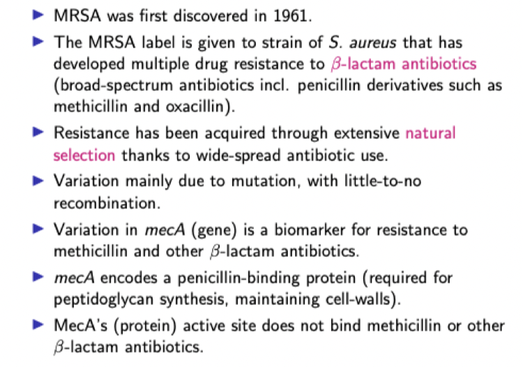 Solved - MRSA was first discovered in 1961 . - The MRSA | Chegg.com