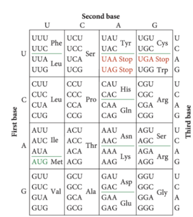 Solved 1. Is the mutant sequence below a base | Chegg.com