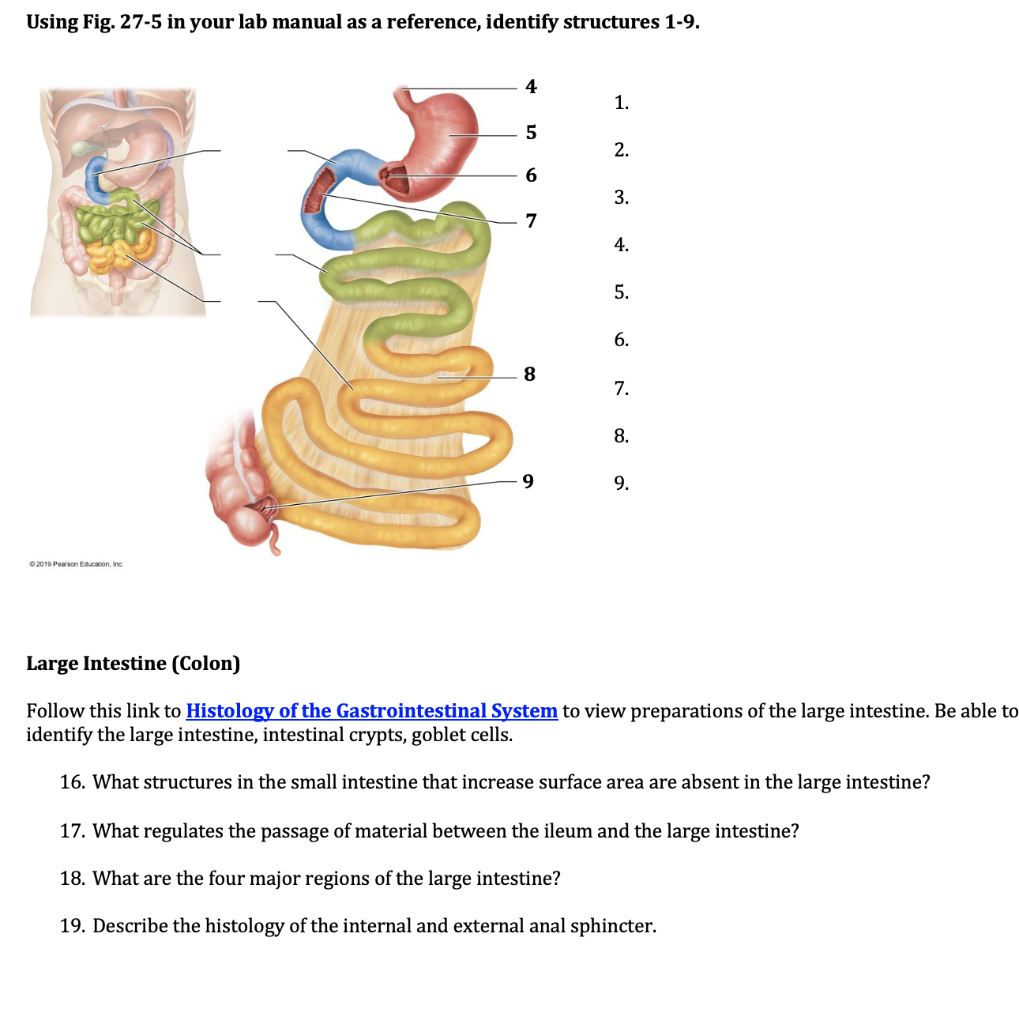 Solved Using Fig. 27-5 in your lab manual as a reference, | Chegg.com