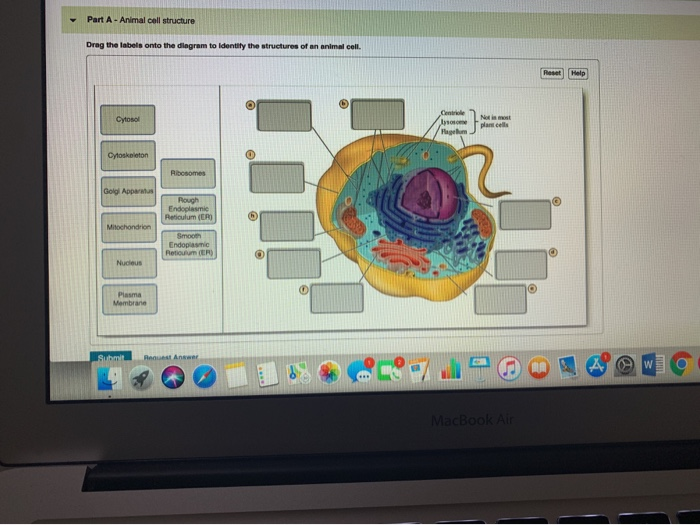 Drag The Labels Onto The Diagram To Identify The Parts Of The Cell Images And Photos Finder 9802