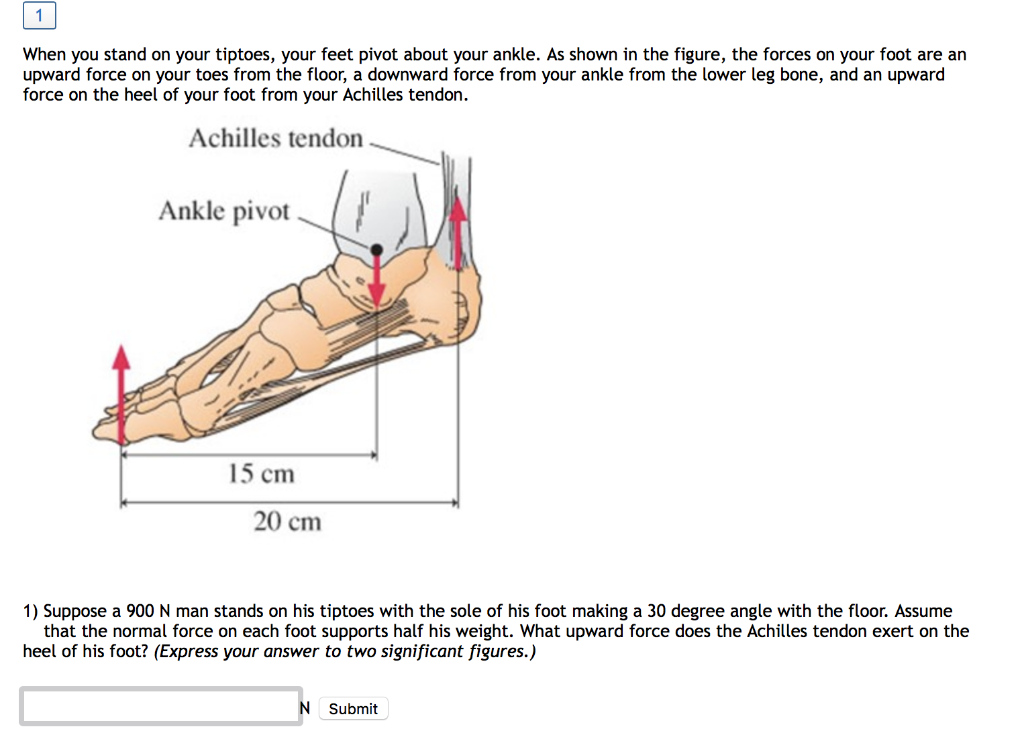 Solved 1 When you stand on your tiptoes, your feet pivot | Chegg.com