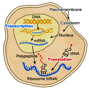 Solved A theoretical protein, blue2, is coded for by the | Chegg.com