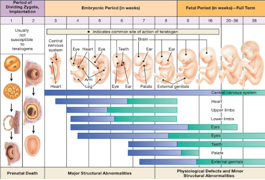 Solved Define sensitive periods in prenatal development (see | Chegg.com