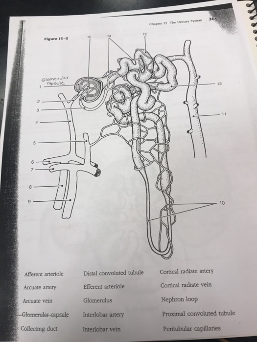 Solved Chapter 15 The Urinary Systens 30 Figure 15-3 Glome | Chegg.com