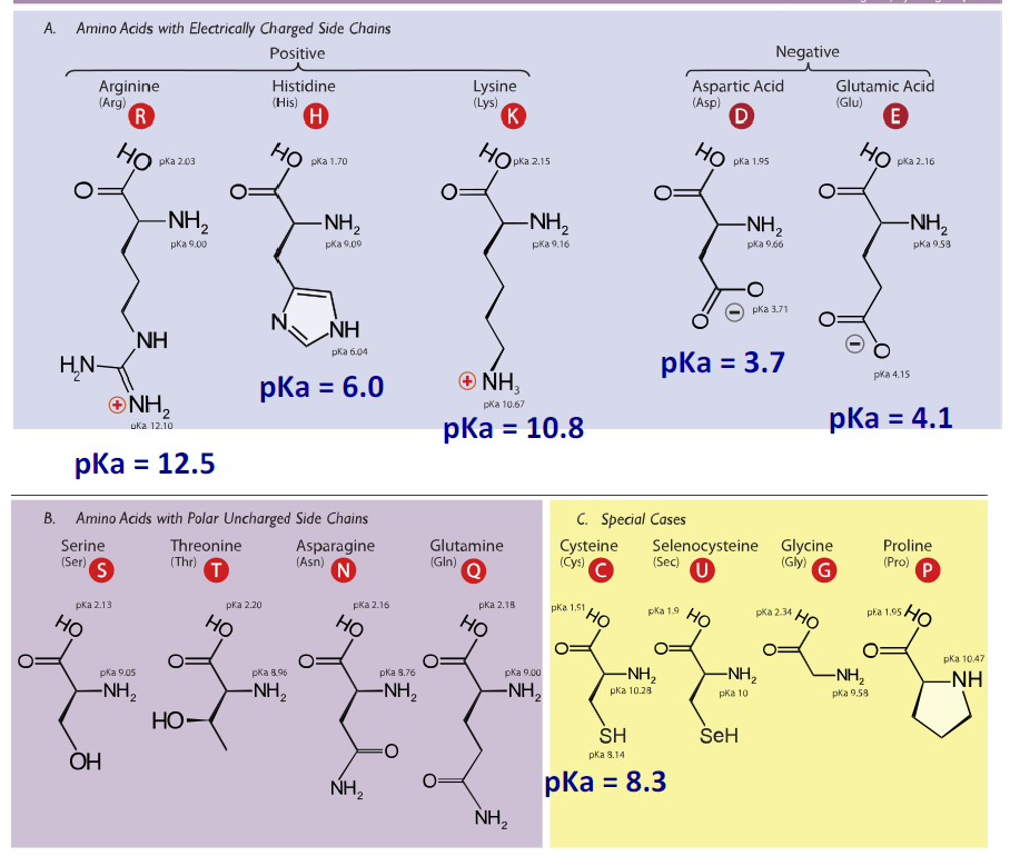 Solved What amino acids could be involved in