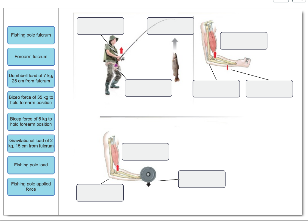 Fulcrum Anatomy Anatomical Charts & Posters