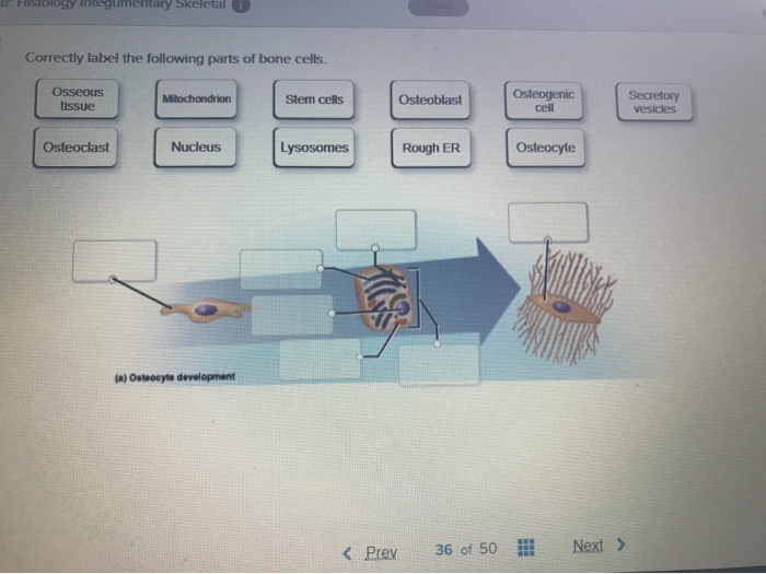 Solved Histology integumemay Skeletal Correctly label the | Chegg.com