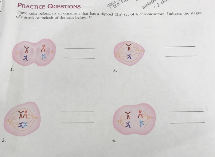 Solved These cells belong to an organism that has a diploid | Chegg.com