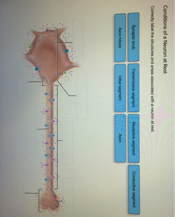 Solved Conditions of a Neuron at Rest Correctly label the | Chegg.com