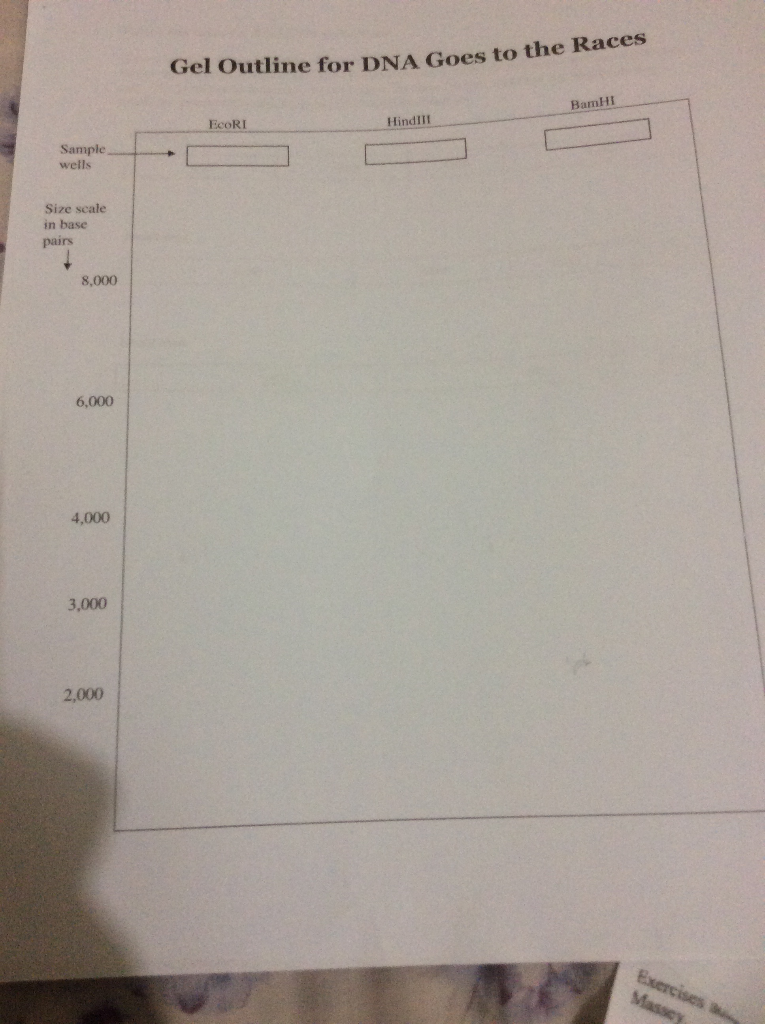 Exercise 2 Dna Goes To The Races Or How Dna Chegg 