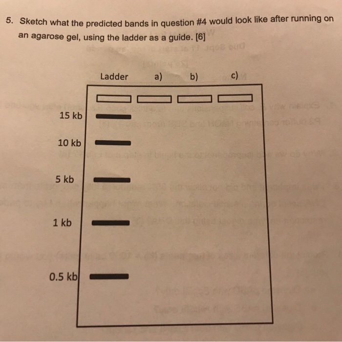 Solved I really need help with my molecular and cell biology
