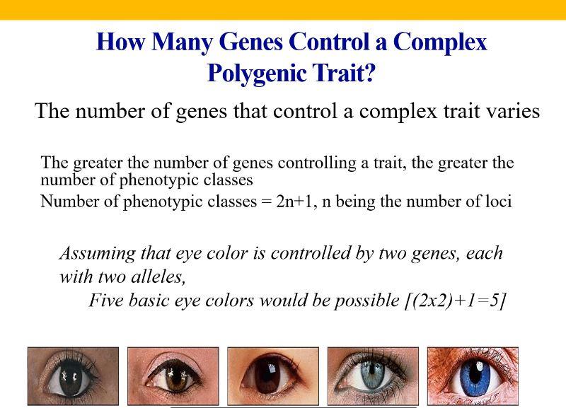Polygenic Traits Eye Color