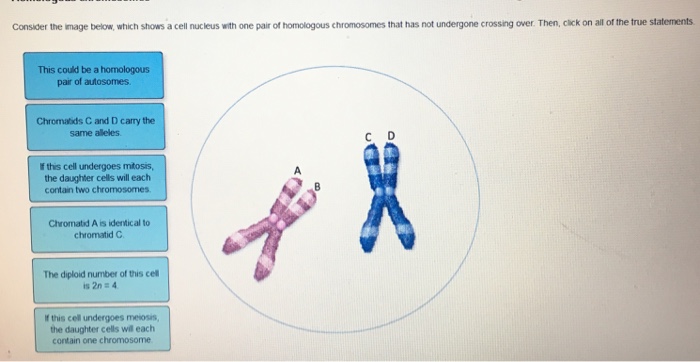 Solved Consider the image below, which shows a cell nucleus | Chegg.com