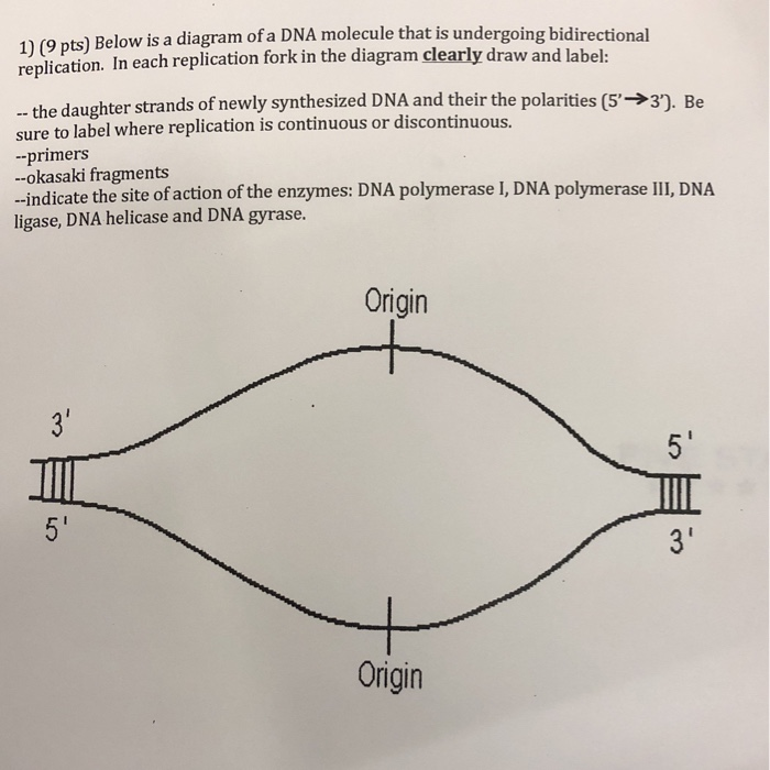 Solved Below Is A Diagram Of A DNA Molecule That Is | Chegg.com