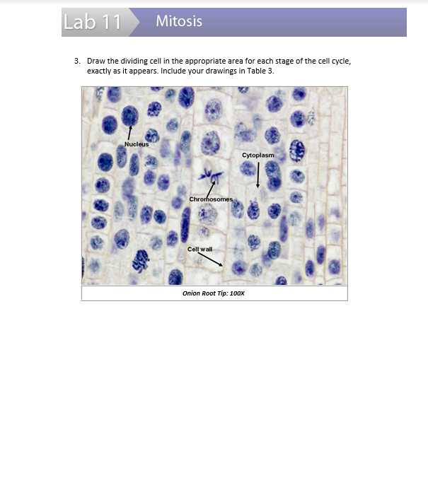 Lab 11 Mitosis Experiment 1: Observation of Mitosis | Chegg.com