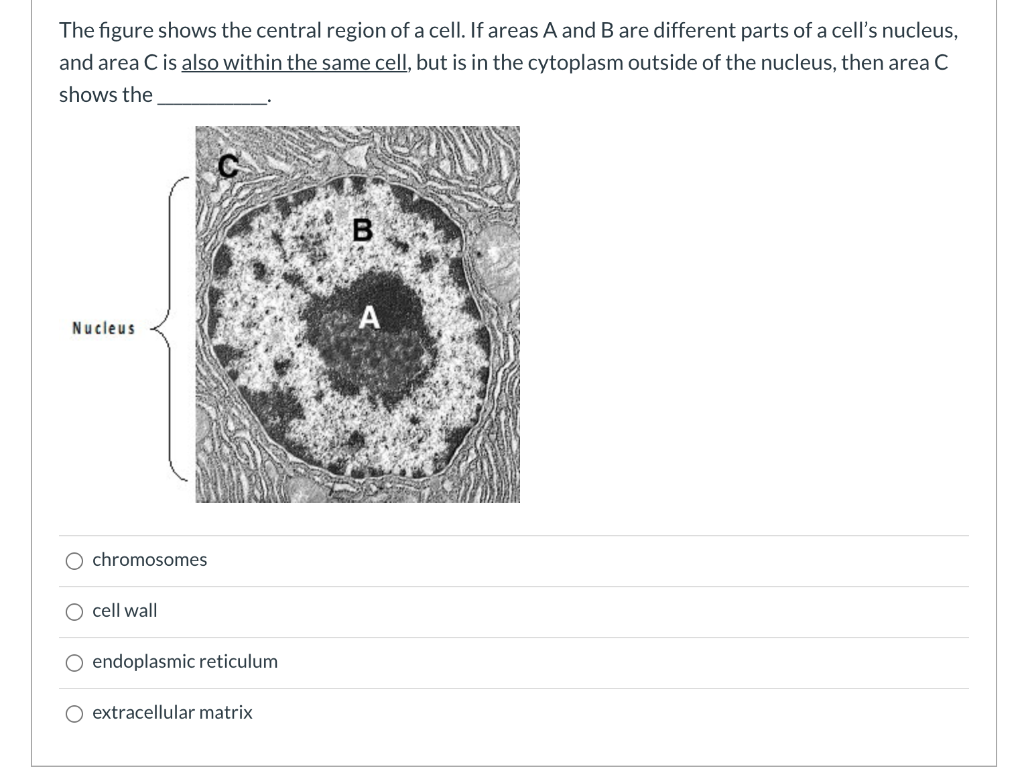 Solved The figure shows the central region of a cell. If | Chegg.com