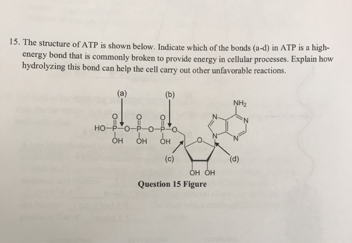 Solved 15. The structure of ATP is shown below. Indicate | Chegg.com