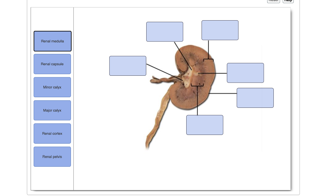 Solved nesc Renal medulla Renal capsule Minor calyx Major | Chegg.com