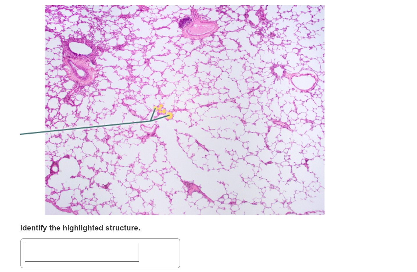 Solved Identify the highlighted structure. Identify the | Chegg.com