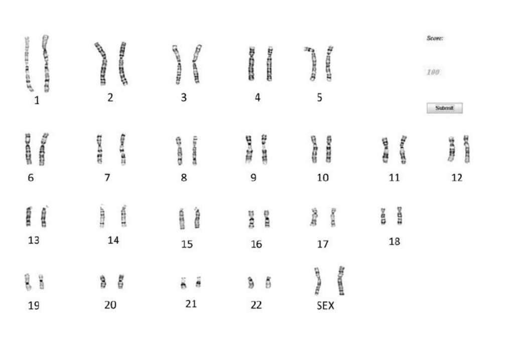 Solved Organize the below chromosomes into a karyotype, | Chegg.com