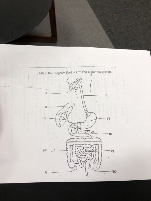 Solved LABEL the diagram (below) of the digestive system.