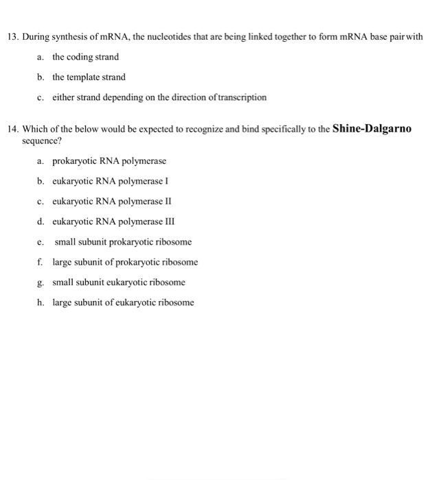 Solved 13. During synthesis of mRNA, the nucleotides that | Chegg.com