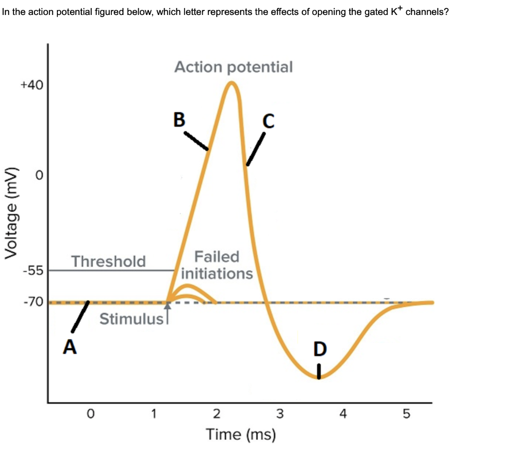Solved In the action potential figured below, which letter | Chegg.com