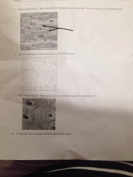 Solved Narne 1. What is this tissue? What specifically is | Chegg.com