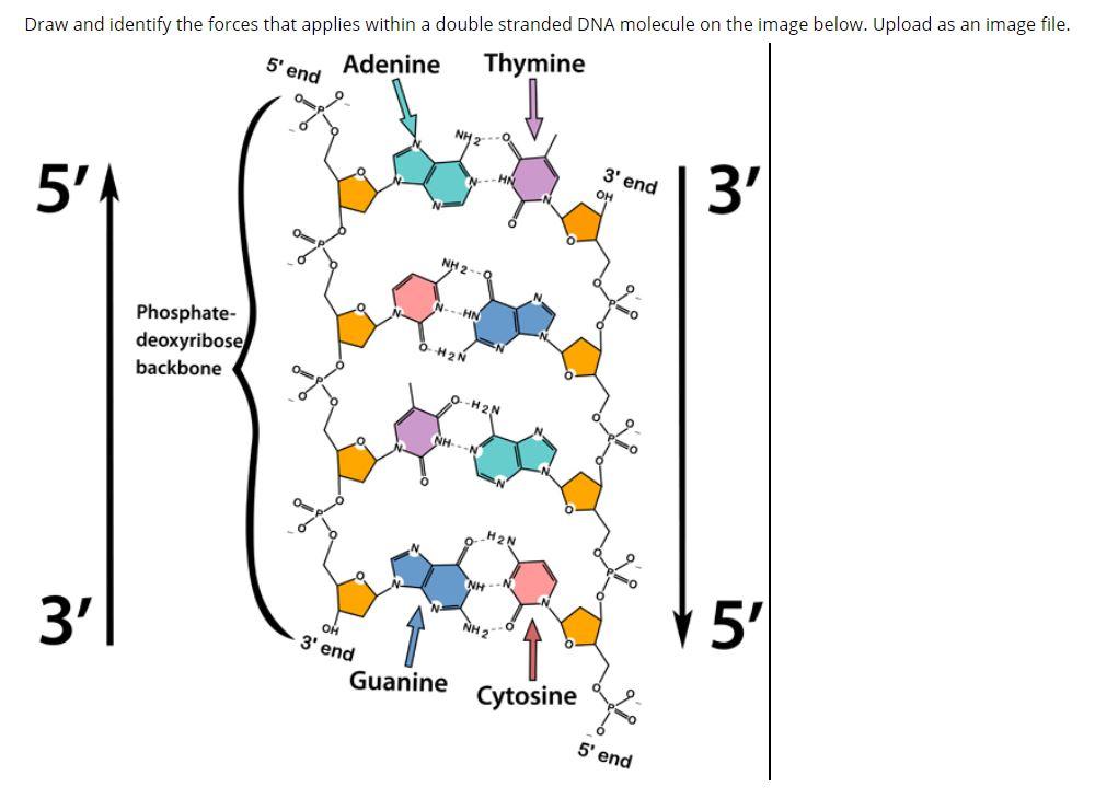 Solved Draw and identify the forces that applies within a | Chegg.com ...