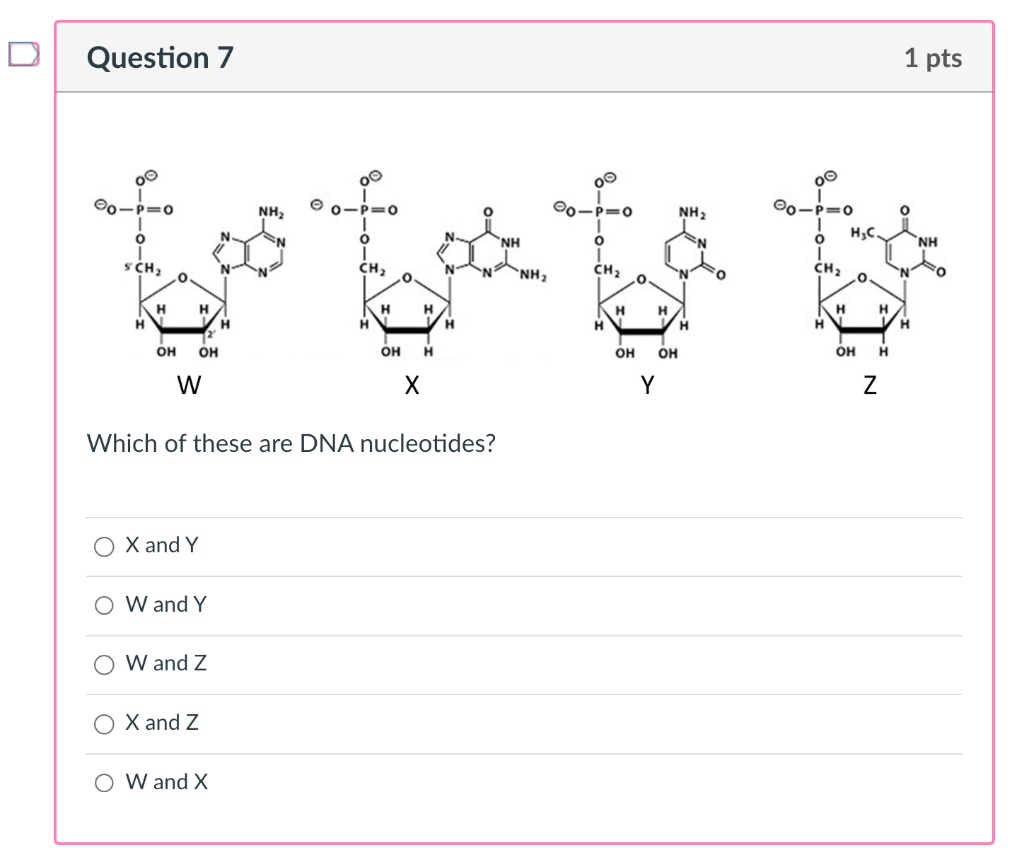 Solved Question 7 Which of these are DNA nucleotides? X and | Chegg.com