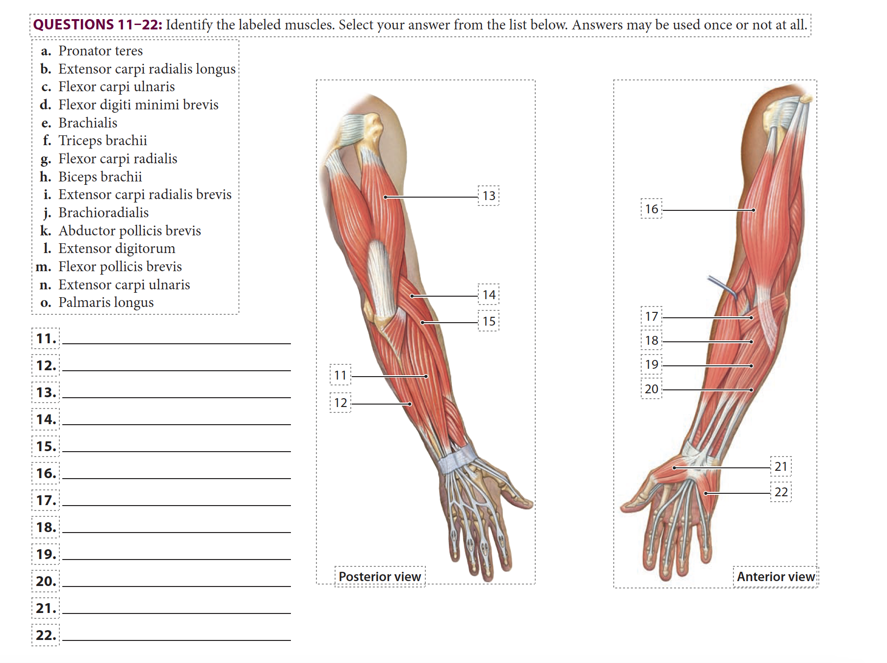 a. Pronator teres b. Extensor carpi radialis longus | Chegg.com