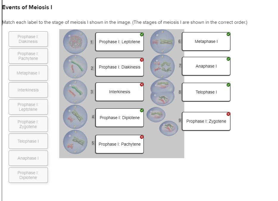 Solved Spindle fiber attachment mitosis stage The mitotic Biology Diagrams